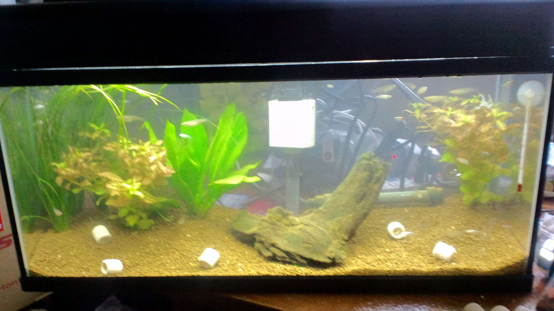 メダカ観察日記