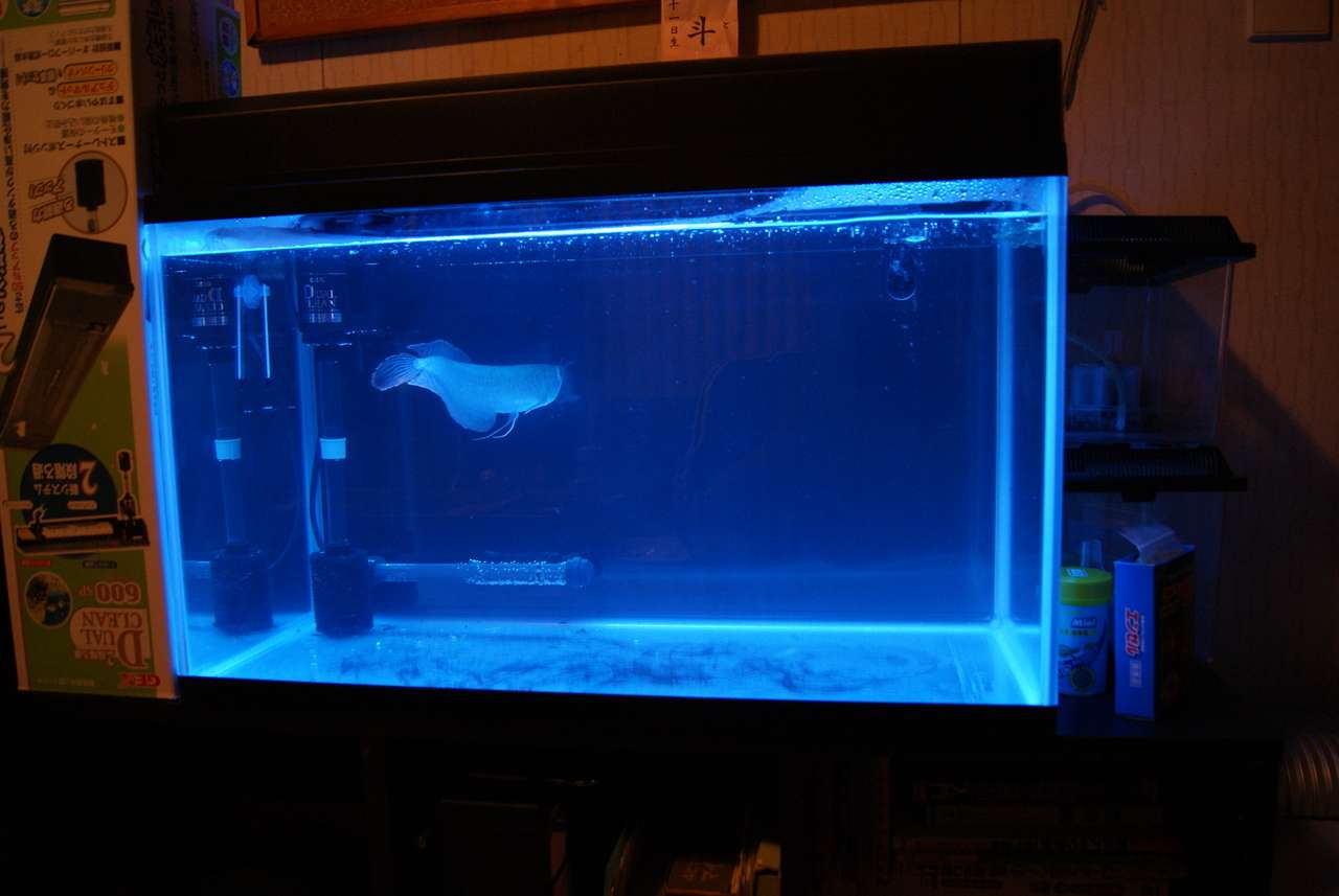 アロワナを購入した。