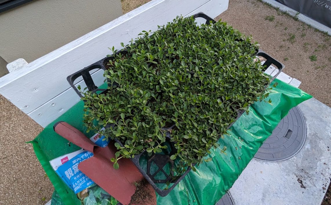 クラピア(K7)を植えました