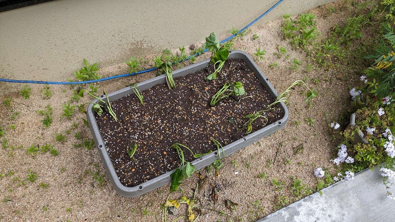 サツマイモ(紅はるか)を植えました