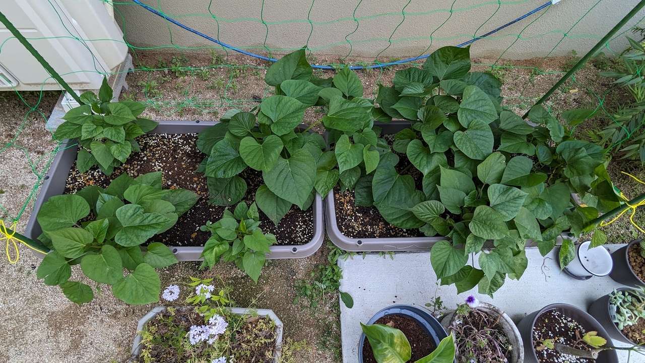 サツマイモ(紅はるか)を植えて1ヶ月が経ちました