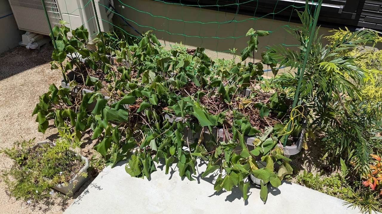 サツマイモ(紅はるか)の日除け