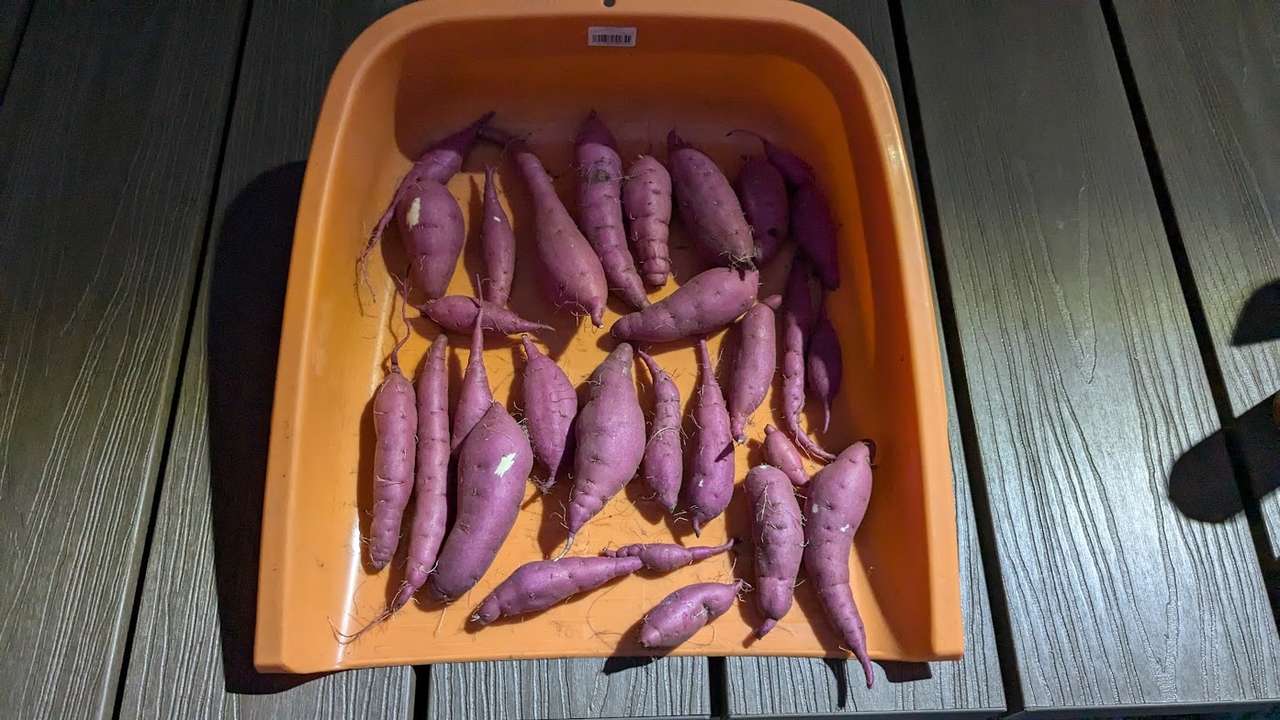 サツマイモ(紅はるか)を収穫しました