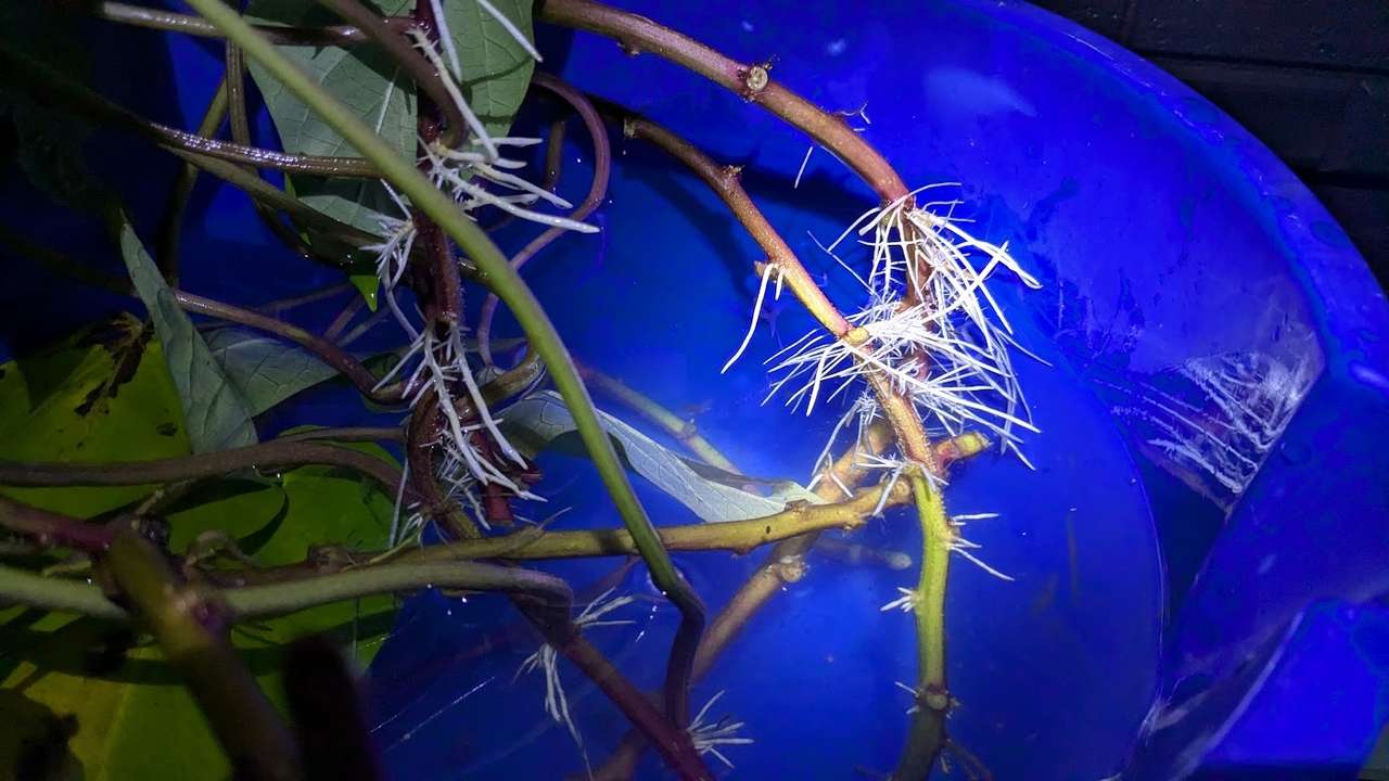 サツマイモ(紅はるか)の根出しと鉢上げ