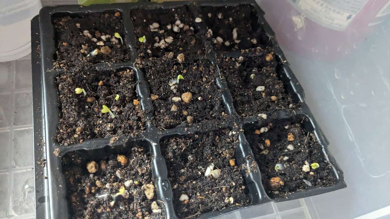 白菜の種が発芽しました