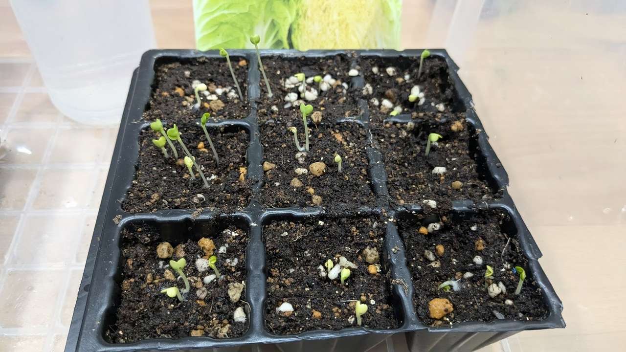 白菜の芽が育っています