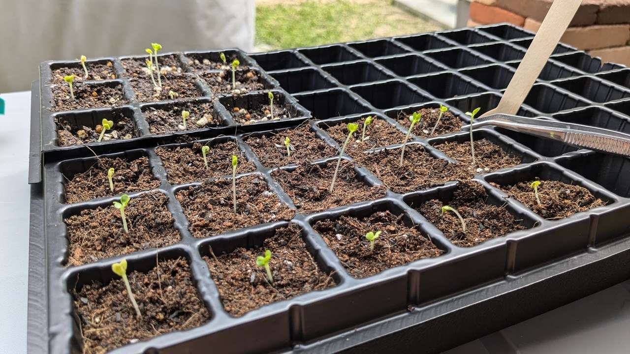白菜の芽の植え替えをしました