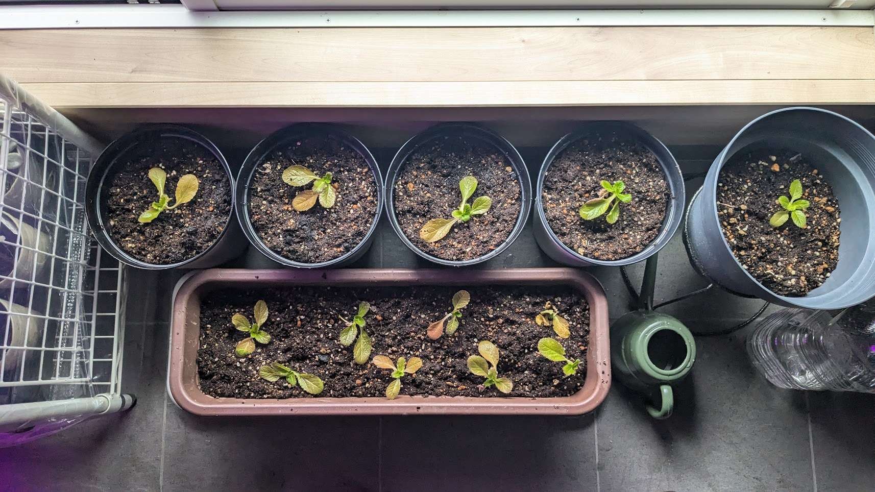 白菜を完全に室内避難しました